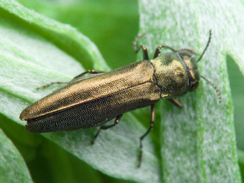Agrilus zigzag Marseul, 1866